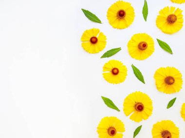 Sarı rudbeckia çiçekleri yeşil yapraklı beyaz bir arka plana saçılmış. Sonbahar koni çiçekleri. Arkaplan.