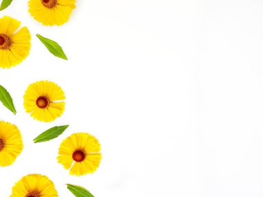 Sarı rudbeckia çiçekleri yeşil yapraklı beyaz bir arka plana saçılmış. Sonbahar koni çiçekleri. Arkaplan.