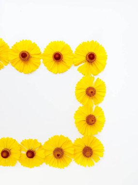 Sarı rudbekia çiçekleri ya da koni çiçekleri çerçeve şeklinde beyaz bir arkaplana saçılmış. Aşk ve sağlık kavramı.