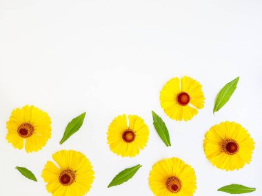 Sarı rudbeckia çiçekleri yeşil yapraklı beyaz bir arka plana saçılmış. Sonbahar koni çiçekleri. Arkaplan.