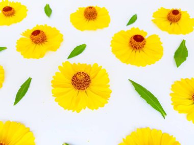 Sarı rudbeckia çiçekleri yeşil yapraklı beyaz bir arka plana saçılmış. Sonbahar koni çiçekleri. Arkaplan.