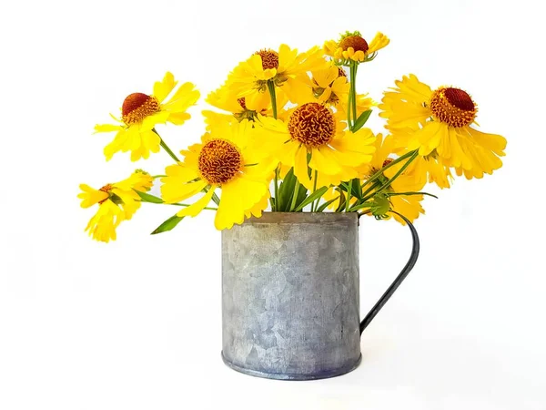 白い背景に鉄のカップに黄色のルディベキアの花や花。. ロイヤリティフリーのストック画像