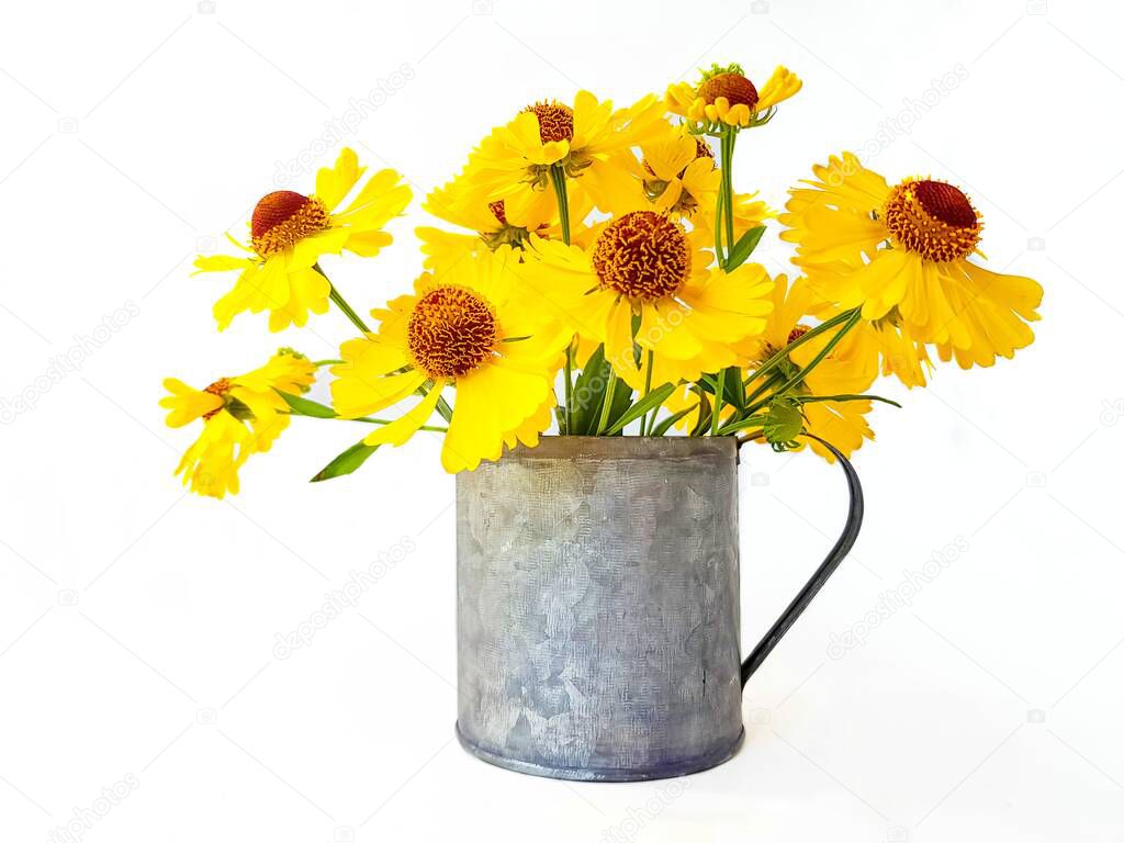 Yellow rudbekia flowers or coneflowers in an iron cup on a white background.