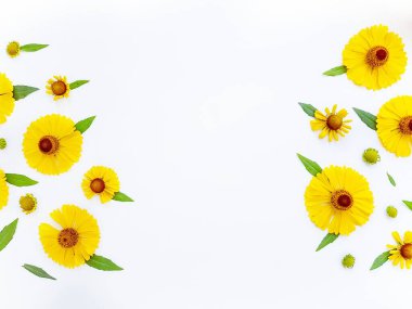 Sarı rudbeckia çiçekleri yeşil yapraklı beyaz bir arka plana saçılmış. Sonbahar koni çiçekleri. Arkaplan.