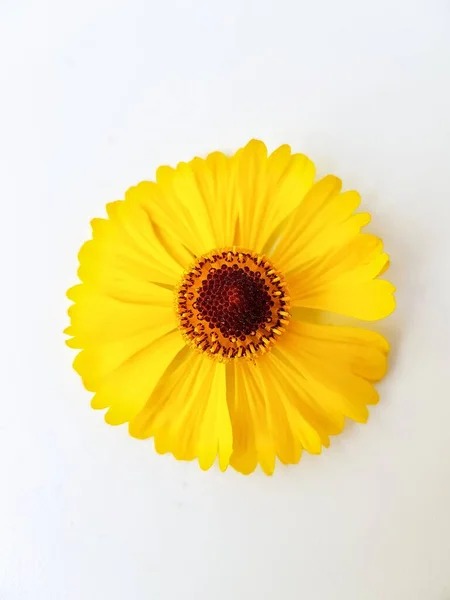 Yellow rudbeckia flower or coneflower on a white background with green leaves. Autumn coneflowers. Background. — Stock Photo, Image