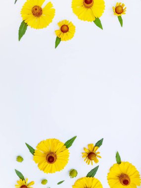 Sarı rudbeckia çiçekleri yeşil yapraklı beyaz bir arka plana saçılmış. Sonbahar koni çiçekleri. Arkaplan.