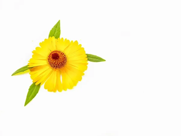 Yellow rudbeckia flower or coneflower on a white background with green leaves. Autumn coneflowers. Background. — Stock Photo, Image