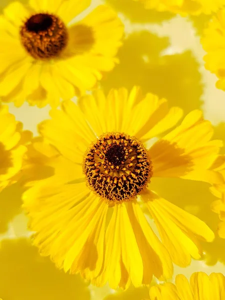 Sárga rudbekia virágok vagy tűlevelűek a vízben, fehér alapon. — Stock Fotó