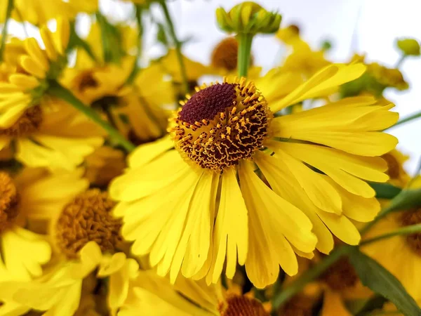 Un ramo de flores o flores amarillas de Rudbekia. — Foto de Stock
