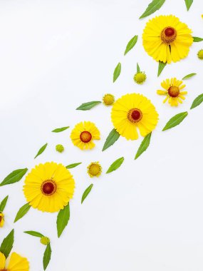 Sarı rudbeckia çiçekleri yeşil yapraklı beyaz bir arka plana saçılmış. Sonbahar koni çiçekleri. Arkaplan.