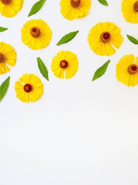 Sarı rudbeckia çiçekleri yeşil yapraklı beyaz bir arka plana saçılmış. Sonbahar koni çiçekleri. Arkaplan.