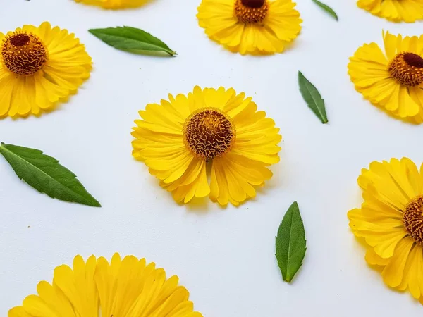 Sarı rudbeckia çiçekleri yeşil yapraklı beyaz bir arka plana saçılmış. Sonbahar koni çiçekleri. Arkaplan.