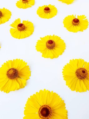 Sarı rudbeckia çiçeği ya da beyaz arka planda koni çiçeği. Sonbahar koni çiçekleri. Arkaplan.