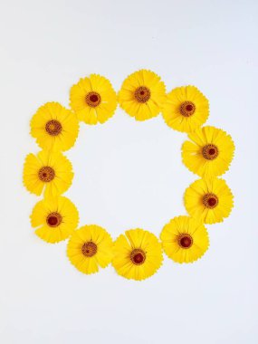 Sarı rudbekia çiçekleri ya da koni çiçekleri beyaz bir zemin üzerine dağılmış bir daire şeklinde. Aşk ve sağlık kavramı.