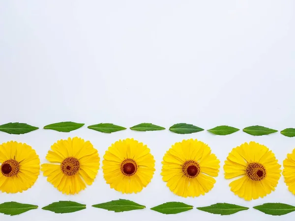 Yellow rudbeckia flowers scattered on a white background with green leaves. Autumn coneflowers. Background.