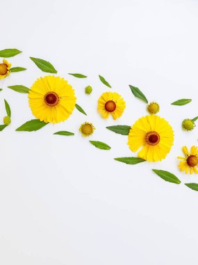 Sarı rudbeckia çiçekleri yeşil yapraklı beyaz bir arka plana saçılmış. Sonbahar koni çiçekleri. Arkaplan.