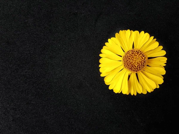 Rudbeckia amarillo flor o coneflower sobre un fondo negro. Flores de coníferas de otoño. Contexto. — Foto de Stock