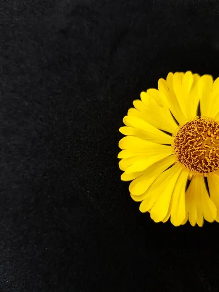 Rudbeckia amarillo flor o coneflower sobre un fondo negro. Flores de coníferas de otoño. Contexto. — Foto de Stock