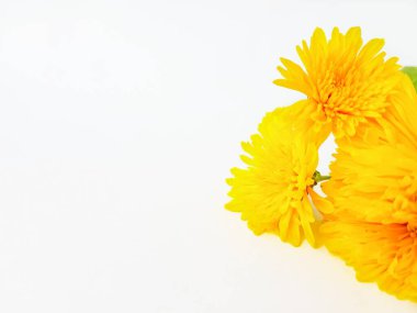 Beyaz arka planda sarı çiçek kasımpatıları. Bir tebrik kartı..