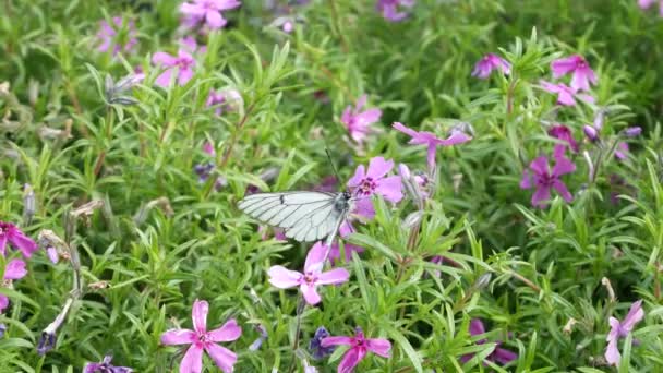 Zbliżenie Białej Kapusty Motyla Siedzi Zapomnij Mnie Nie Kwiat Pięknym — Wideo stockowe
