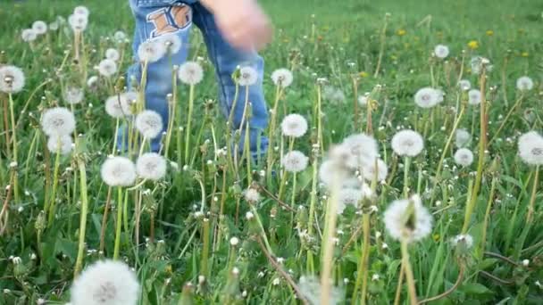 Een Kleine Jongen Stof Paardebloemen Groene Weide — Stockvideo