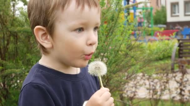 一个可爱的小男孩在户外用力吹蒲公英 — 图库视频影像
