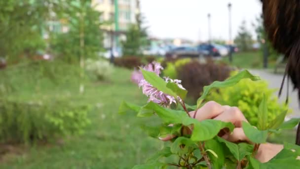 Eine Schöne Frau Mit Zöpfen Schnuppert Einem Zweig Frischen Flieders — Stockvideo