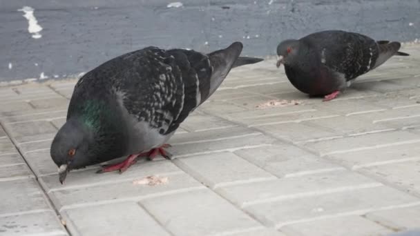 Deux Beaux Pigeons Recherche Nourriture Dans Rue — Video