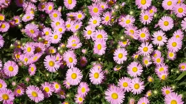 Beaucoup Asters Vivaces Roses Balançant Par Vent — Video