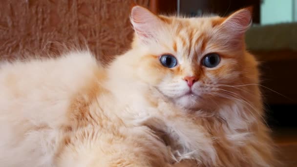 Bardzo Piękny Kot Ziewa Rozciąga Leżące Ciało — Wideo stockowe