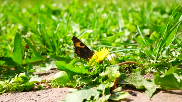 Ein Schöner Schwarzer Schmetterling Sitzt Auf Einem Gelben Löwenzahn — Stockvideo