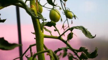 Serada olgunlaşan domateslerin güzel bir dalı.