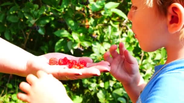 Een Jongetje Eet Rijpe Rode Bessen Van Zijn Oma Handen — Stockvideo