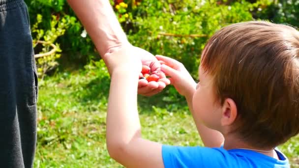 Niño Come Unas Bayas Maduras Mano Abuelo — Vídeos de Stock