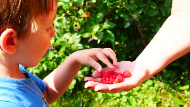 Little Boy Eating Ripe Red Berries His Grandmothers Hands — Stock Video