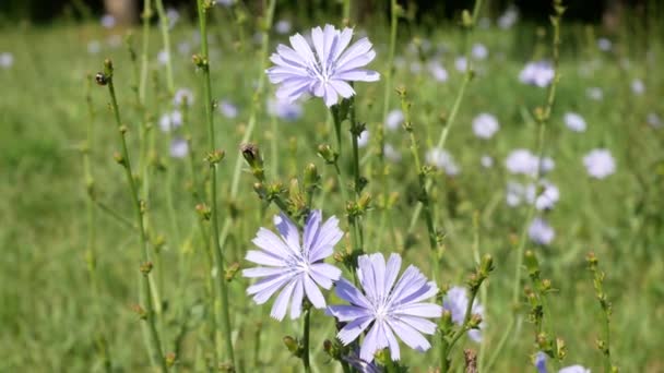 Nahaufnahme Einer Schönen Zichorienblüte Und Eines Marienkäfers Der Den Stängeln — Stockvideo