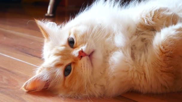 Дуже Красивий Імбирний Білий Кіт Лежить Підлозі Крупним Планом — стокове відео
