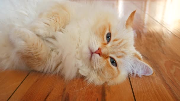 Μια Πολύ Όμορφη Κόκκινη Άσπρη Γάτα Βρίσκεται Στο Ξύλινο Πάτωμα — Αρχείο Βίντεο