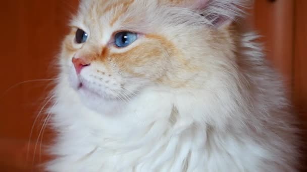 Close Beautiful Ginger White Cat Big Blue Eyes Falling Asleep — Stock Video