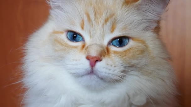 Fantastico Gatto Bianco Zenzero Con Bellissimi Occhi Blu Che Guarda — Video Stock