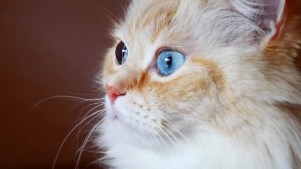 Zbliżenie Piękny Rudy Biały Kot Dużymi Niebieskimi Oczami Patrząc Daleko — Wideo stockowe