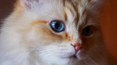 Büyük mavi gözlü, güzel, kızıl, beyaz bir kedi. Etrafa yakından bakıyor.