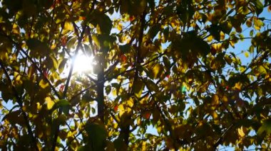 Güneş ışınları sonbahar ağacının yaprakları arasında yol alır.
