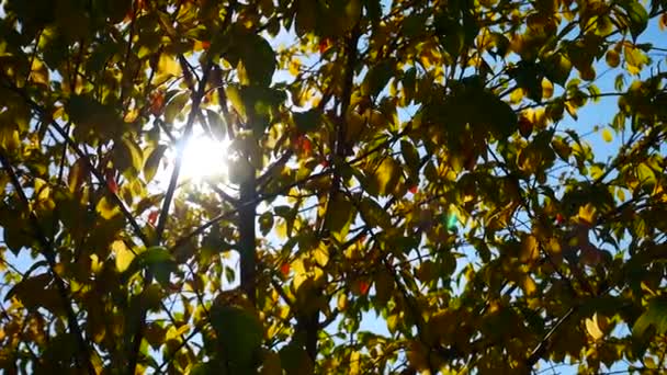 Les Rayons Soleil Fraient Chemin Travers Les Feuilles Arbre Automne — Video