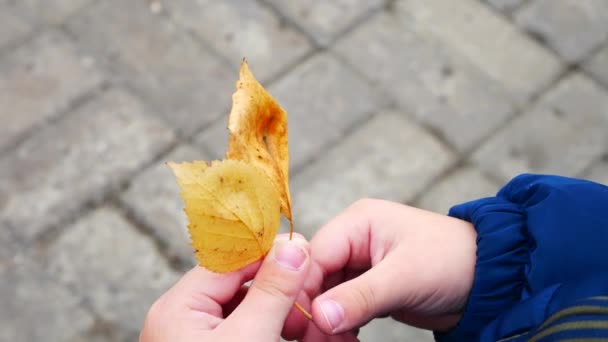 黄色の秋の葉を保持する小さな男の子の手のクローズアップ屋外 — ストック動画