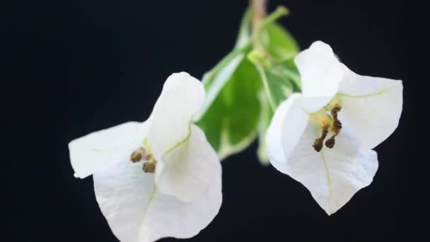 Bougenville Biały Kwiat Izolowany Ciemnym Tle — Wideo stockowe