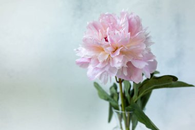 Dekoratif hayat, çiçek aranjmanı. Düğün ya da bir buket narin pembe şakayık çiçeği. Eski püskü beyaz masa arka planı. Düz yerde, üst tarafta. Yaz kavramı. seçici odak.