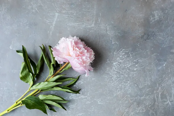 Decorative still life, flower arrangement of delicate pink peony flowers. rough grey background of the table. Flat lay, top view. Summer concept. selective focus.