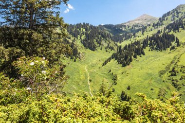 Güzel, parlak, yaz dağı manzarası. seyahat ve eğlence kavramı. 