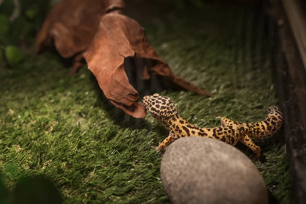 Леопард Геккон Эйблфар Стеклянном Корпусе Украшенном Травой Круглым Серым Камнем — стоковое фото